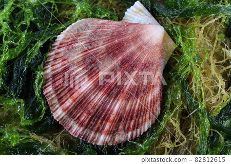 Scallops on alga. Sea background Scallops on alga. Sea background 82812615