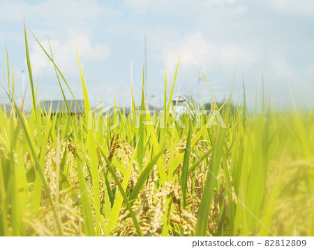 Pre-harvest golden rice ear 82812809