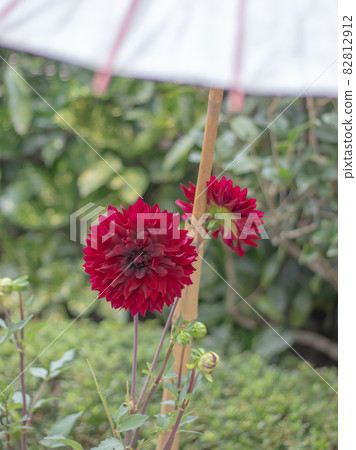 Dahlia on a Japanese umbrella 82812912