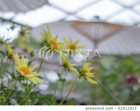 Dahlia on a Japanese umbrella Dahlia on a Japanese umbrella 82812913