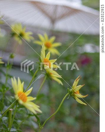 Dahlia on a Japanese umbrella Dahlia on a Japanese umbrella 82812915