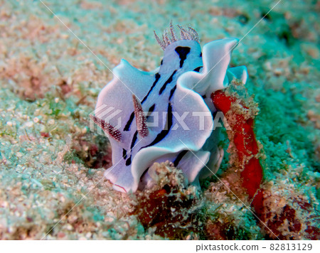 [Underwater photograph] Colorful creatures, Nudibranchs, that I met in the sea of Ishigaki Island 82813129