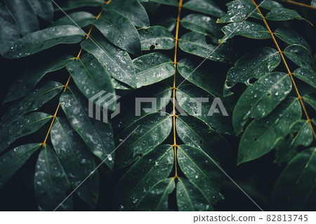 Close-Up Of Dark green leaves Close-Up Of Dark green leaves 82813745