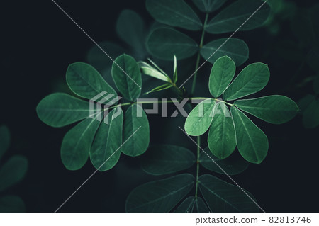 Close-Up Of  Dark green leaves 82813746