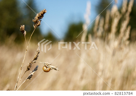 snail sits on a stalk of dry grass on sunny autumn day snail sits on a stalk of dry grass on sunny autumn day 82813784