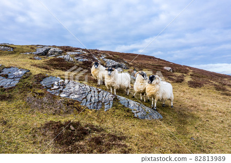 Sheep at the coastline at Dawros in County Donegal - Ireland Sheep at the coastline at Dawros in County Donegal - Ireland 82813989