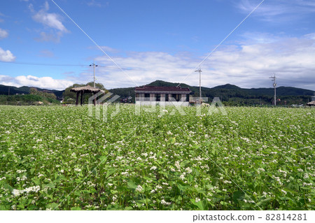 Bongpyeong Buckwheat Field in Taegisan Mountain, Dunnae-myeon, Hoengseong-gun, Gangwon-do Bongpyeong Buckwheat Field in Taegisan Mountain, Dunnae-myeon, Hoengseong-gun, Gangwon-do 82814281