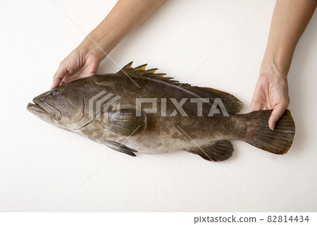 闕，天然奢華鮮魚 82814434