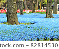 Hibiya Park where Nemophila blooms 82814530