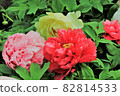 Colorful winter peony 82814533