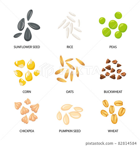 Plant seeds, cereal grains set 82814584