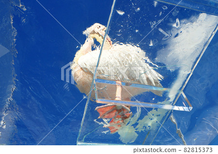 Pelican on a blue sky background Abstract painting pelican 82815373