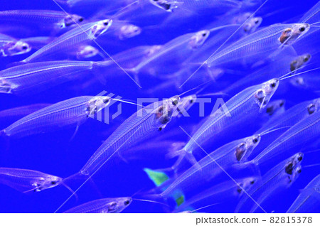 School of X-ray fish See-through fish School of X-ray fish See-through fish 82815378