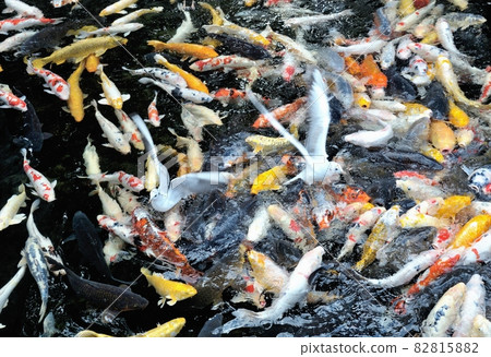 海鷗和鯉魚 82815882