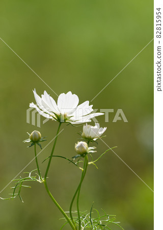 White cosmos White cosmos 82815954