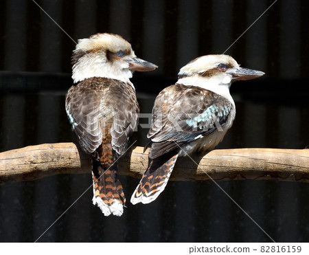 Beautiful feathers and kookaburra Beautiful feathers and kookaburra 82816159