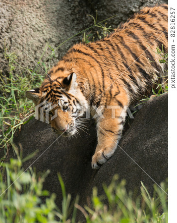 懸崖下的阿穆爾虎之子 82816257