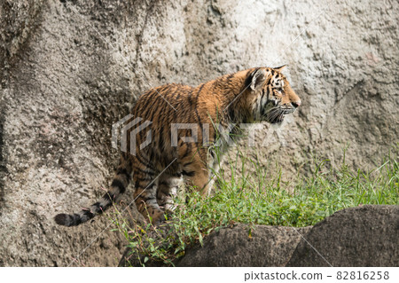 站立的東北虎的孩子 82816258