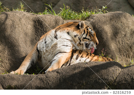 舔東北虎媽媽 82816259