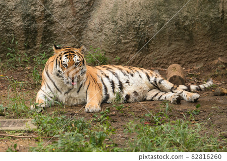 阿穆爾虎的母親處於戒備狀態 82816260