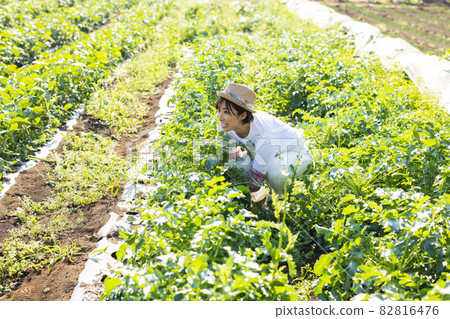 Cute woman working in the field Cute woman working in the field 82816476