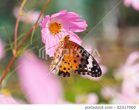 Indian Fritillary (female) hanging from a pink cosmos and sucking nectar 82817060