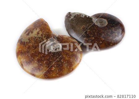 Ammonites isolated on white Ammonites isolated on white 82817110