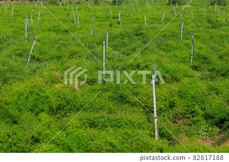 India _ auction field landscape India _ auction field landscape 82817188