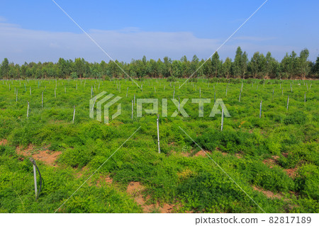 India _ auction field landscape 82817189