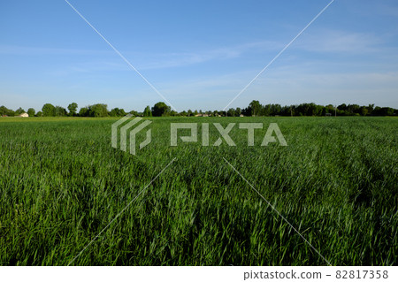 Dense green grasses grow in the field. Farmland. Scenery. Dense green grasses grow in the field. Farmland. Scenery. 82817358