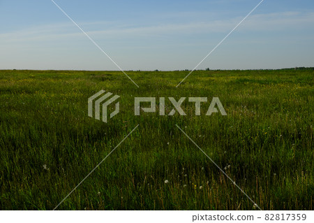 Dense green grasses grow in the field. Farmland. Scenery. Dense green grasses grow in the field. Farmland. Scenery. 82817359