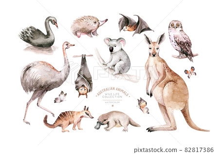 Watercolor australian cartoon kangaroo, ostrich Emu , koala and flying fox, owl, Echidna . Australian Black Swan and numbat Kookaburra , cockatoo kids illustration. Nursery 82817386