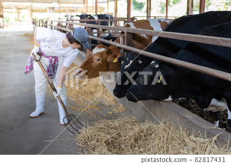 Young dairy farmer working on a ranch Young dairy farmer working on a ranch 82817431