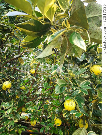 Yellow lime tree with fruits closeup in the garden 82817559