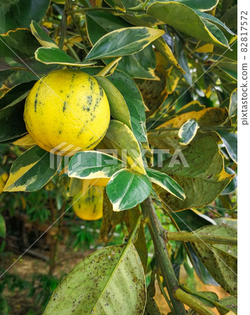 Yellow lime tree with fruits closeup in the garden 82817572