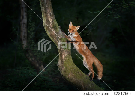 Red fox cub standing on a tree in forest Red fox cub standing on a tree in forest 82817663