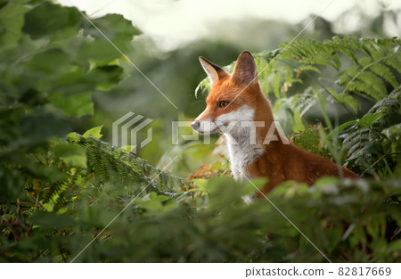 Close up of a Red fox in ferns Close up of a Red fox in ferns 82817669