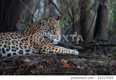 Close up of a Jaguar lying on tree roots on a river bank 82817684