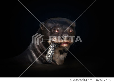 Close up of a giant otter eating a fish against black background 82817689