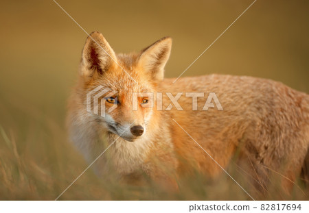Close up of a red fox in the evening light 82817694