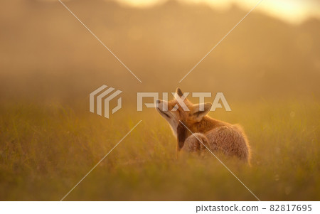 Close up of a red fox in the evening light 82817695
