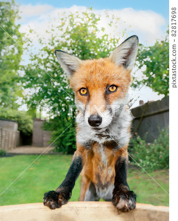 Portrait of a red fox in the garden 82817698