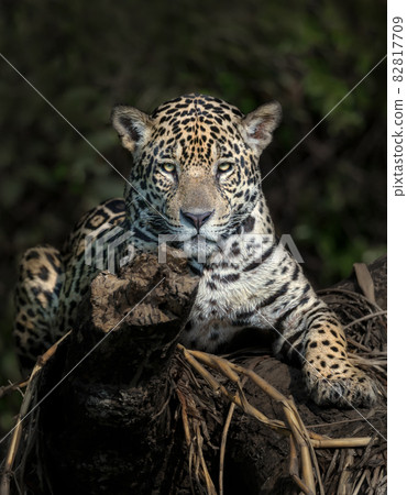 Jaguar on a river bank in natural habitat 82817709