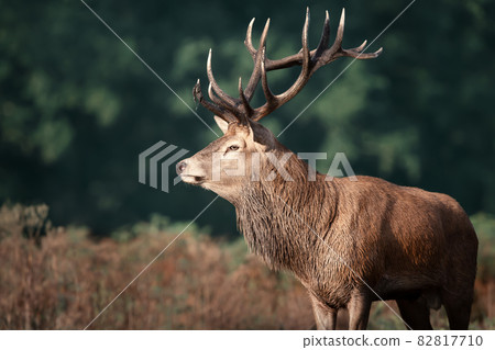 Close-up of a red deer stag in autumn Close-up of a red deer stag in autumn 82817710