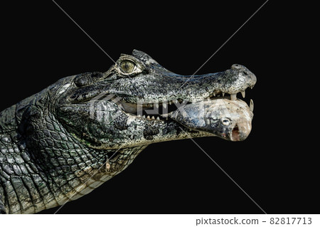 Close up of a Yacare caiman eating piranha 82817713