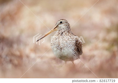 Close up of a south american snipe 82817719