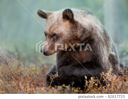 Close up of Eurasian Brown bear in forest 82817725