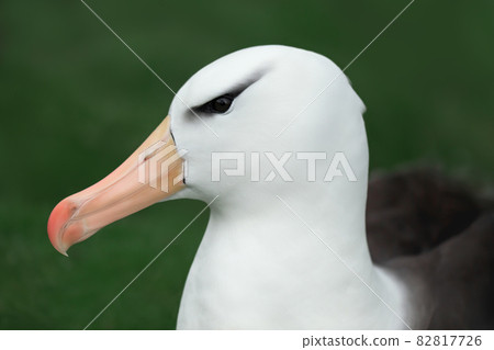 Black-browed Albatross against green background 82817726