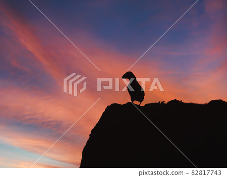 Atlantic puffin silhouette on a cliff at sunset 82817743