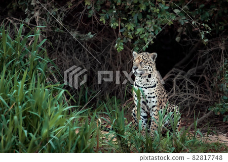 Jaguar on a river bank in natural habitat 82817748